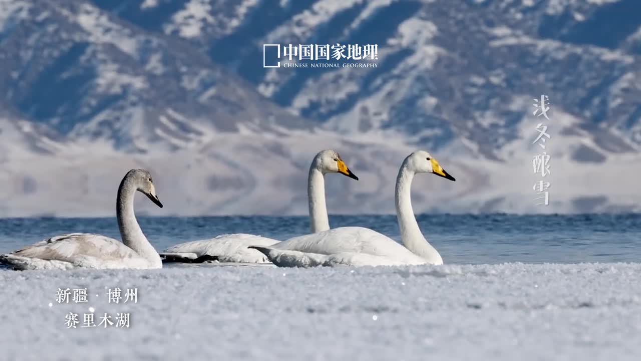 浅冬酿雪岁有清欢万物裹冬色山河添新景又是一年小雪天愿你在逐渐寒凉的日子里心怀美好向暖而行静候新的开场