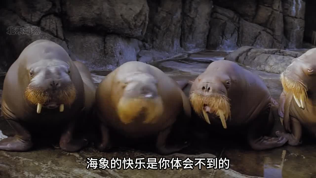 第一回猴王出事醉酒的动物