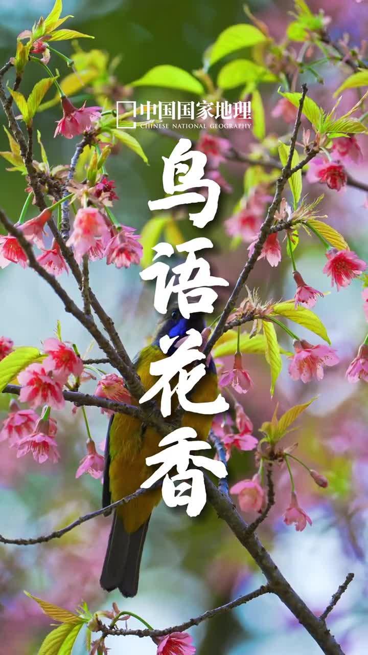 这就是中国人的春日向往吧莺燕相闻花草相生花鸟是中国人心中春日的象征花与鸟所构建的诗情画意展现着我们对自然与和谐生活的向往像鸟儿一般灵动翻飞的春日活力也是我们向往的寄情山水