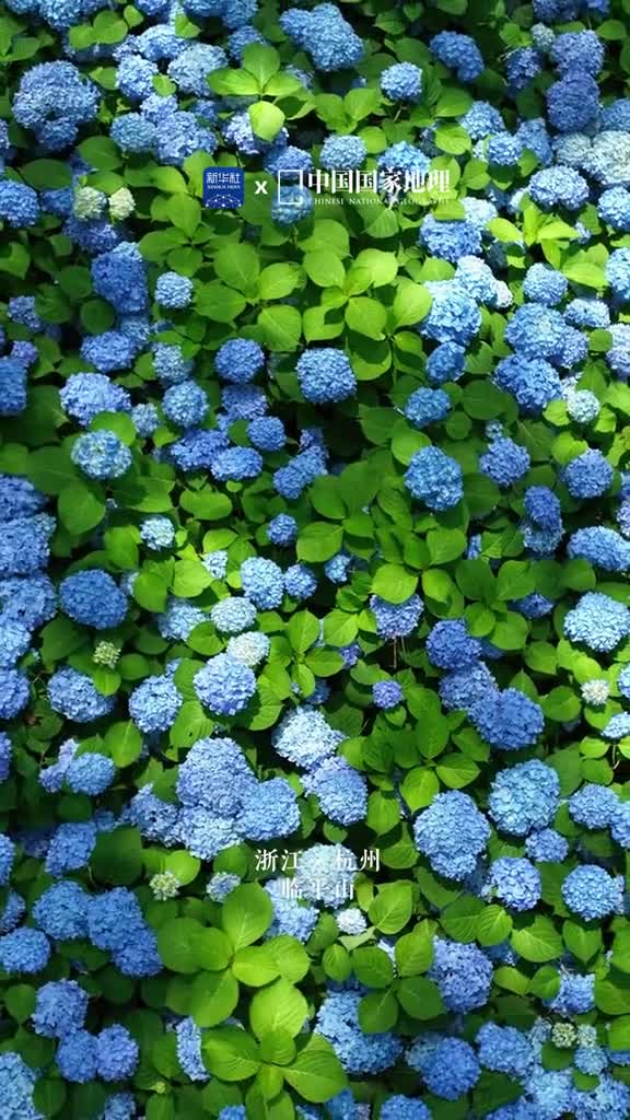 花开无尽夏淡然予清凉在浙江杭州的临平山绣球花开时朵朵鲜花成簇花海延伸一路无尽温柔静谧蓝调可谓是浪漫天花板夏日暑意渐浓快投入大自然的怀抱纳凉消暑