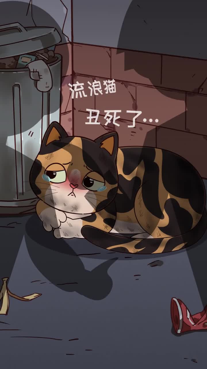 玳瑁猫不配被爱吗为什么这么多人不喜欢请多一些关爱吧