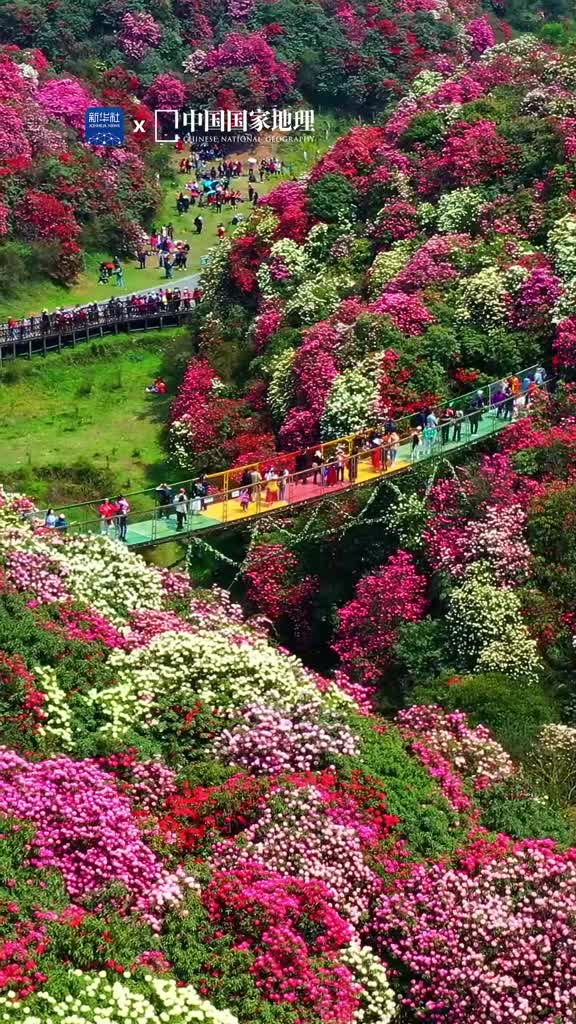 有一种春和景明叫百里杜鹃春深日暖贵州毕节的杜鹃花正悄然怒放漫山遍野的杜鹃花娇艳若霞俏丽多姿将大地装点得分外妖娆山岭起伏花海绵延杜鹃摇曳着明媚的生机春天把浪漫写进每片花瓣里