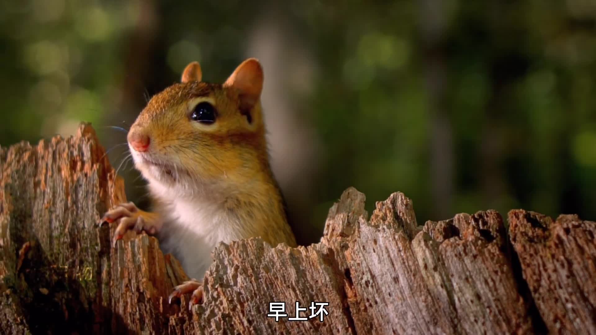 今日份受害者对对鼠