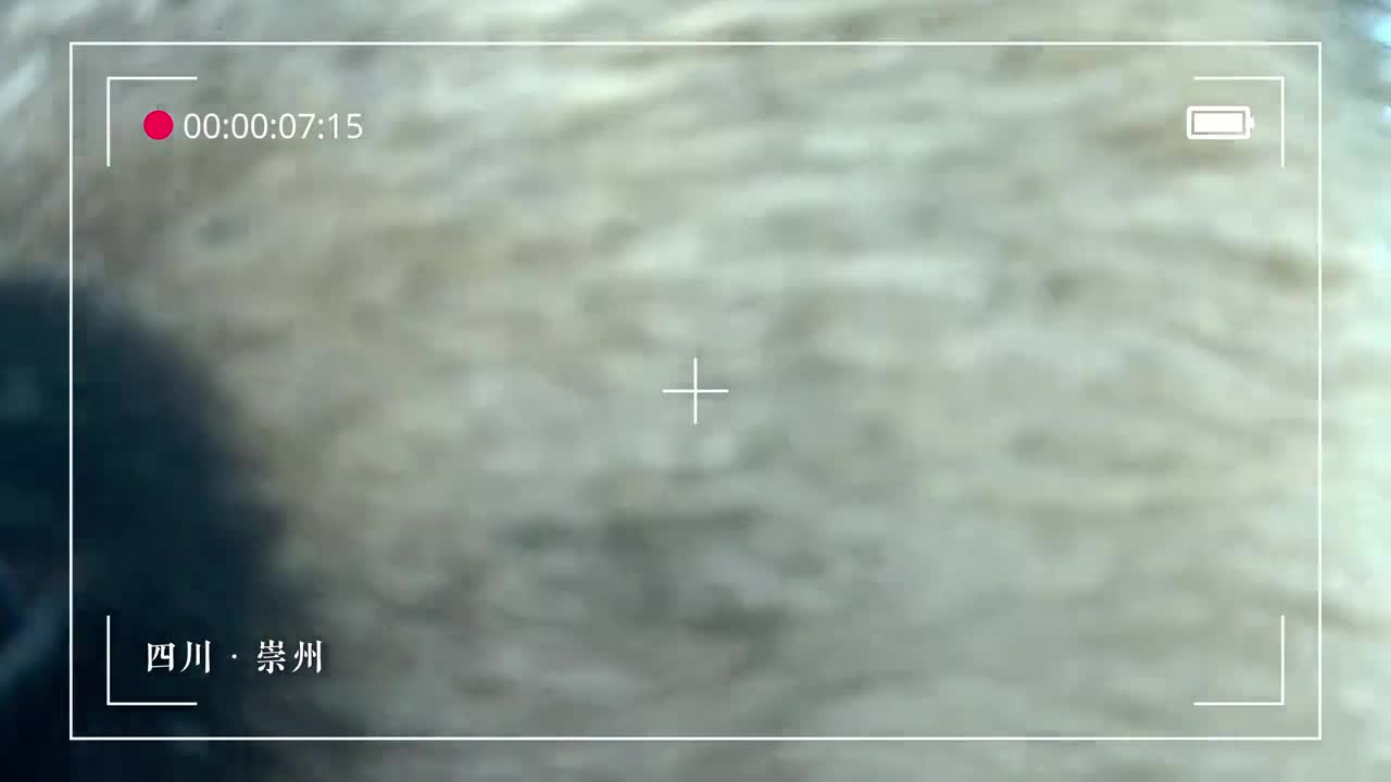 欢迎来到野生动物小剧场我们一起欣赏山野精灵们的迷惑行为大熊猫国家公园崇州片区是邛崃山系野生大熊猫种群交流的关键通道和连接纽带被称为大熊猫爱情走廊联合巡护队用红外相机记录下憨态可掬的大熊猫圆润慵懒的小熊猫健壮威武的羚牛等野生动物它们在镜头前释放着自然天性时而呆萌可爱时而古灵精怪有没有俘获你的心呢