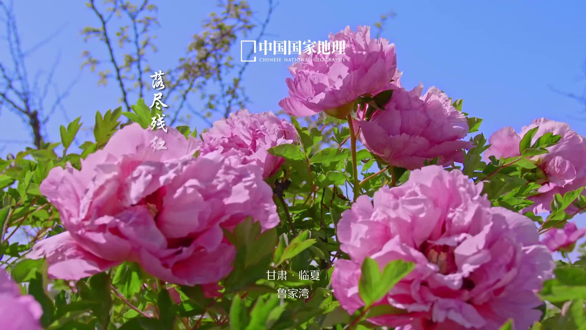 百花之王冠群芳落尽残红始吐芳佳名唤作百花王牡丹花开好似一场华丽的传奇倾国倾城风华绝代不知触动了古今多少文人的心弦所以暮春甘愿用盛大的绿意为牡丹作陪一朵凭栏冠绝群芳贵紫娇红摇曳生香你是否也为它倾倒