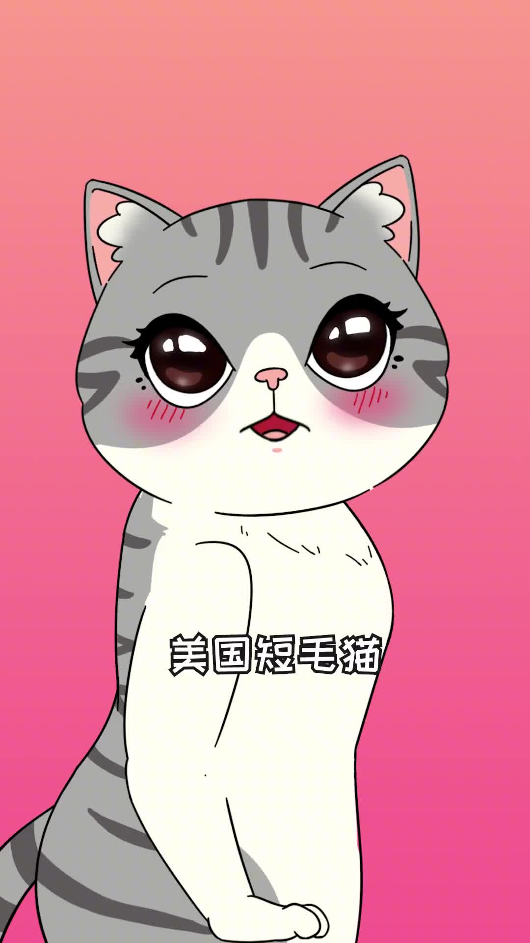 美短和咱们中华狸花猫长相这么像你知道有哪些区别吗