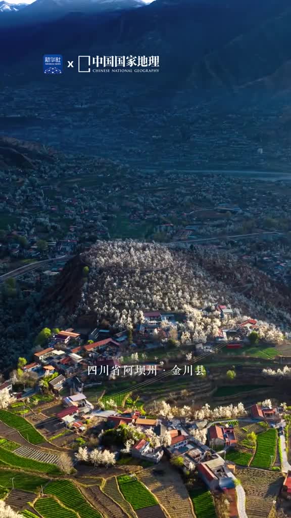 早春三月在高原大多数地区依旧春寒料峭的时候位于四川省阿坝州的金川河谷已有梨花盛放微风拂过一树树梨花如白云自在飘摇又似软雪轻落枝头与田野村寨晴空交织在一起惊艳了春风陶醉了暖阳