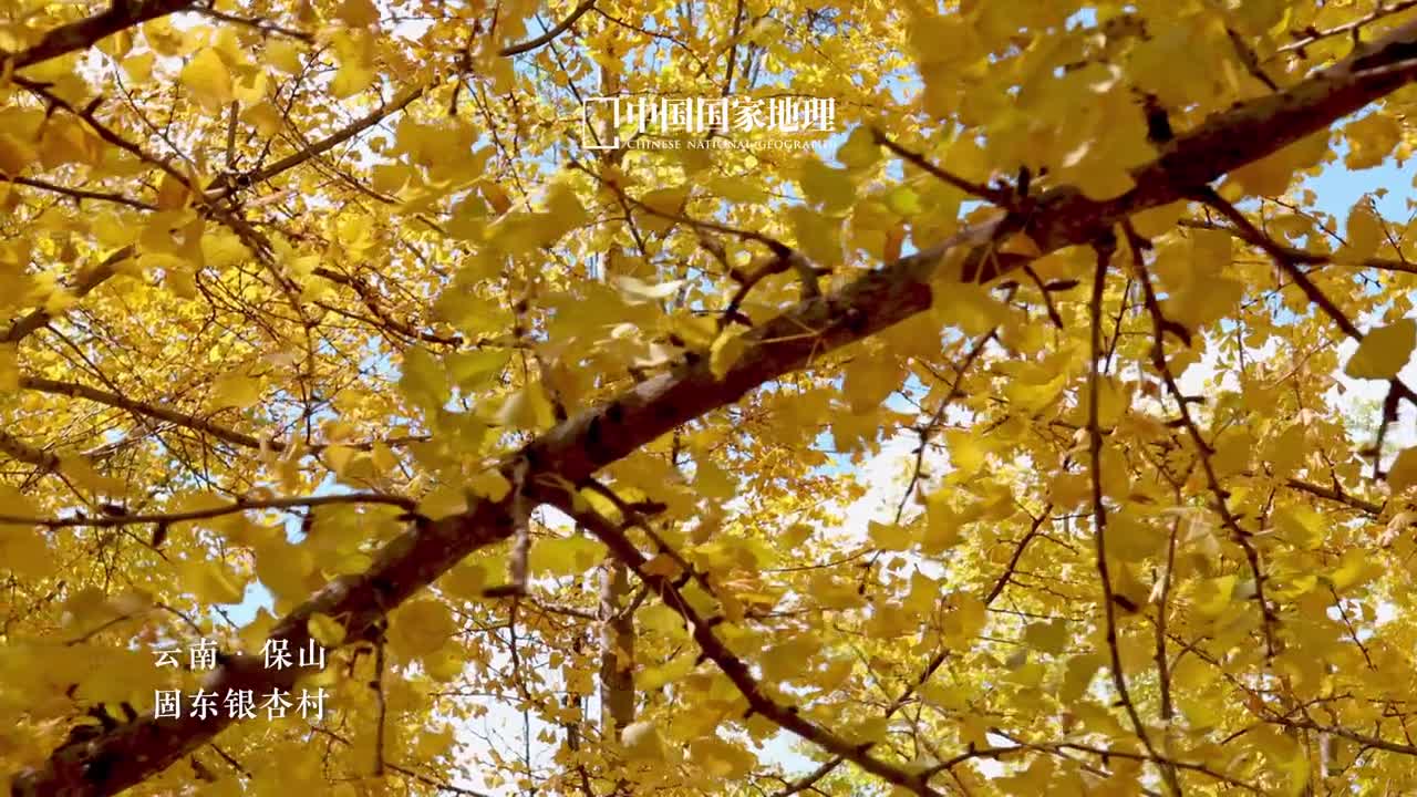 谁懂秋日银杏的含金量啊在云南省保山市的固东银杏村满树银杏吟诵着关于秋天的浪漫诗篇脚下是沙沙作响的落叶头顶是遮天蔽日的绚烂金黄在古朴村落中享受着秋日的宁静与祥和