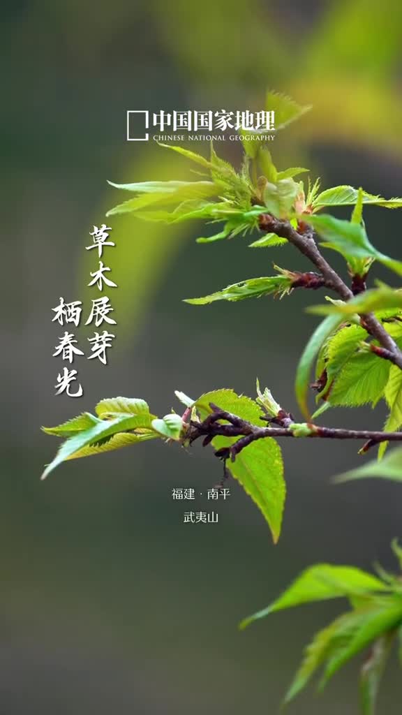 植此青绿万物春生树向下扎根汲取大地养料向上生长拥抱明媚春光由木到林再到森万物生灵共同编织起动人的生命诗篇今天是3月12日