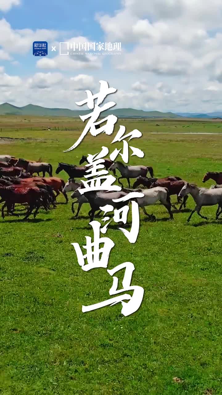 黄河孕育的草原神骏河曲马的故乡河曲马与内蒙古的三河马新疆的伊犁马并称为中国三大名马在若尔盖典型的高寒沼泽湿地草场上生长着种类繁多且营养价值高的牧草为河曲马的茁壮成长提供了保障