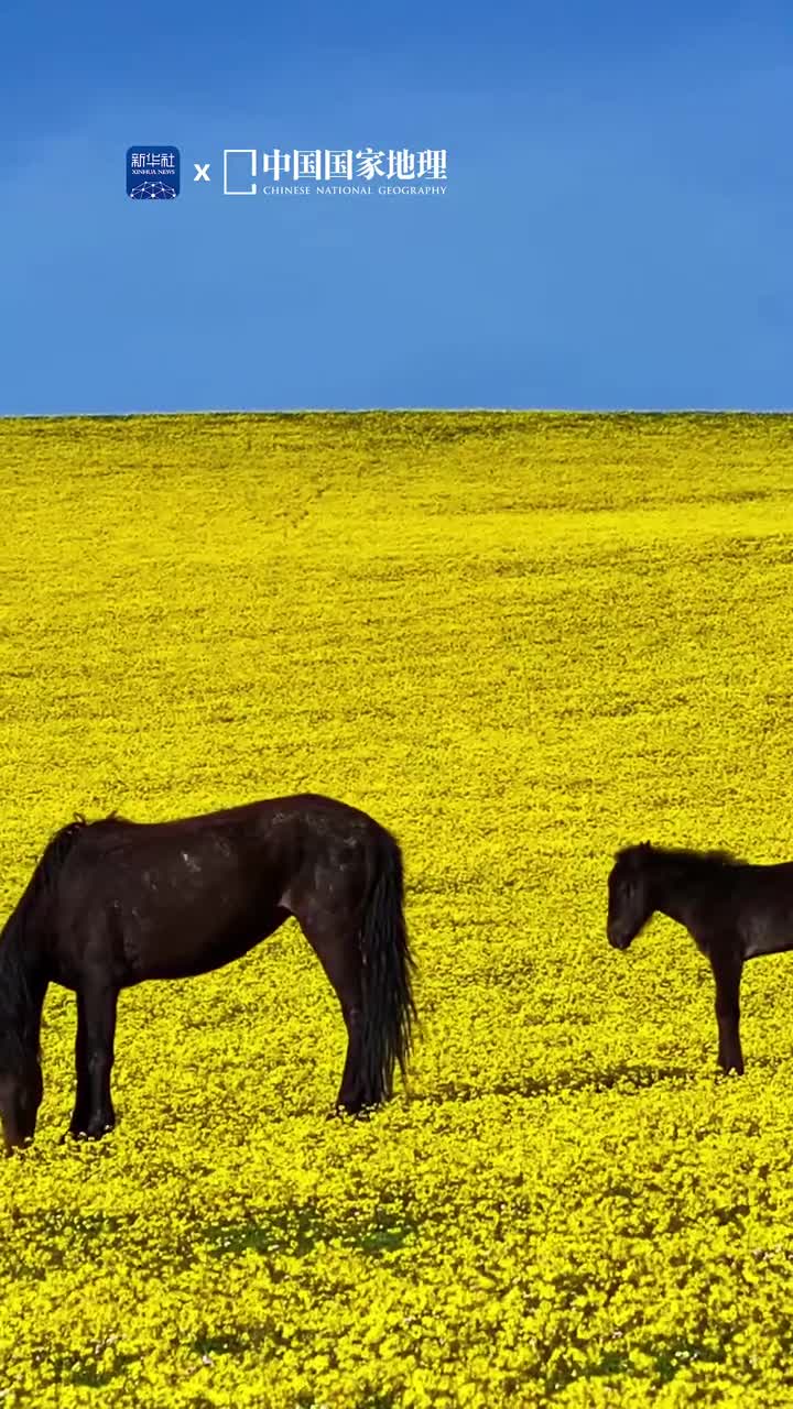 山野的浪漫没有天花板万物尽秀信马由缰这里是新疆伊犁的草原夏天在山花烂漫处丰盈