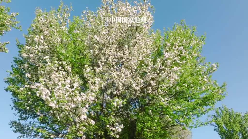 清明气清景明岁岁思亲难诉的怀念在潮湿的记忆里百转千回我们与故人的深情会以另一种方式永恒存在春风缱绻微雨缠绵万物皆是爱的变奏弥补着缺席的温柔山河朗润草木繁盛人间皆是爱的诗篇呢喃着无尽的眷恋