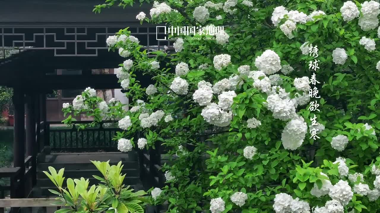 木绣球与暮春的适配度满分四月将尽成团成簇的木绣球花开正盛一树玲珑千团雪随风展姿轻摇曳一团团白色的花球缀在枝叶间如云似雪美不胜收留恋春光的木绣球绽放着属于晚春的干净与秀美