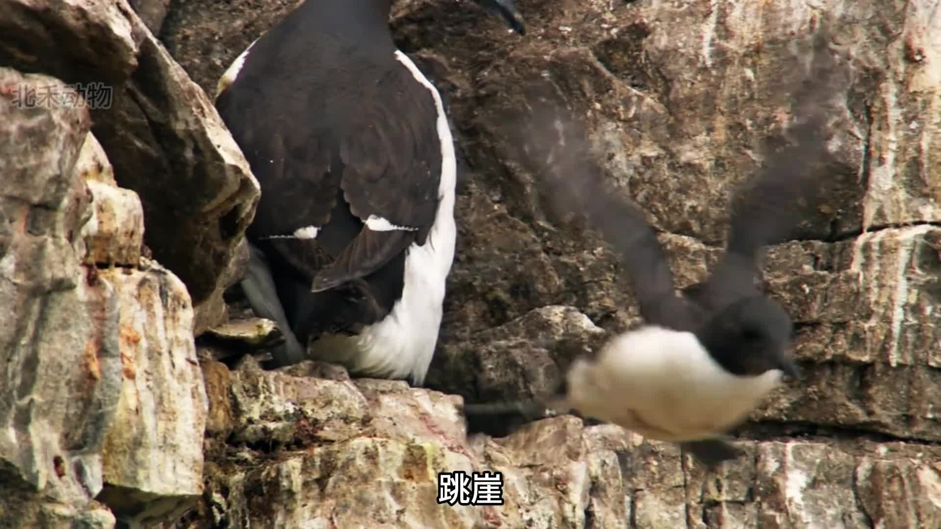 今日份受害者海鳩