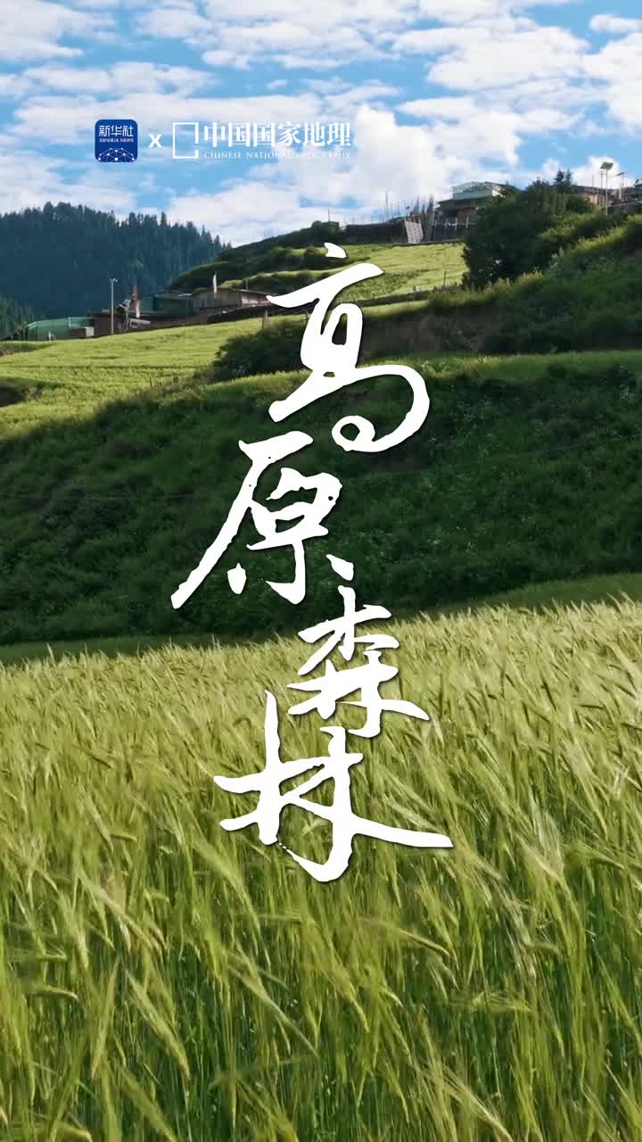 这样的若尔盖你见过吗青翠森林生命乐园地处四川盆地与高寒高原的过渡地带的若尔盖县除了平坦辽阔的湿地草原县域东北部还分布着郁郁苍苍的森林