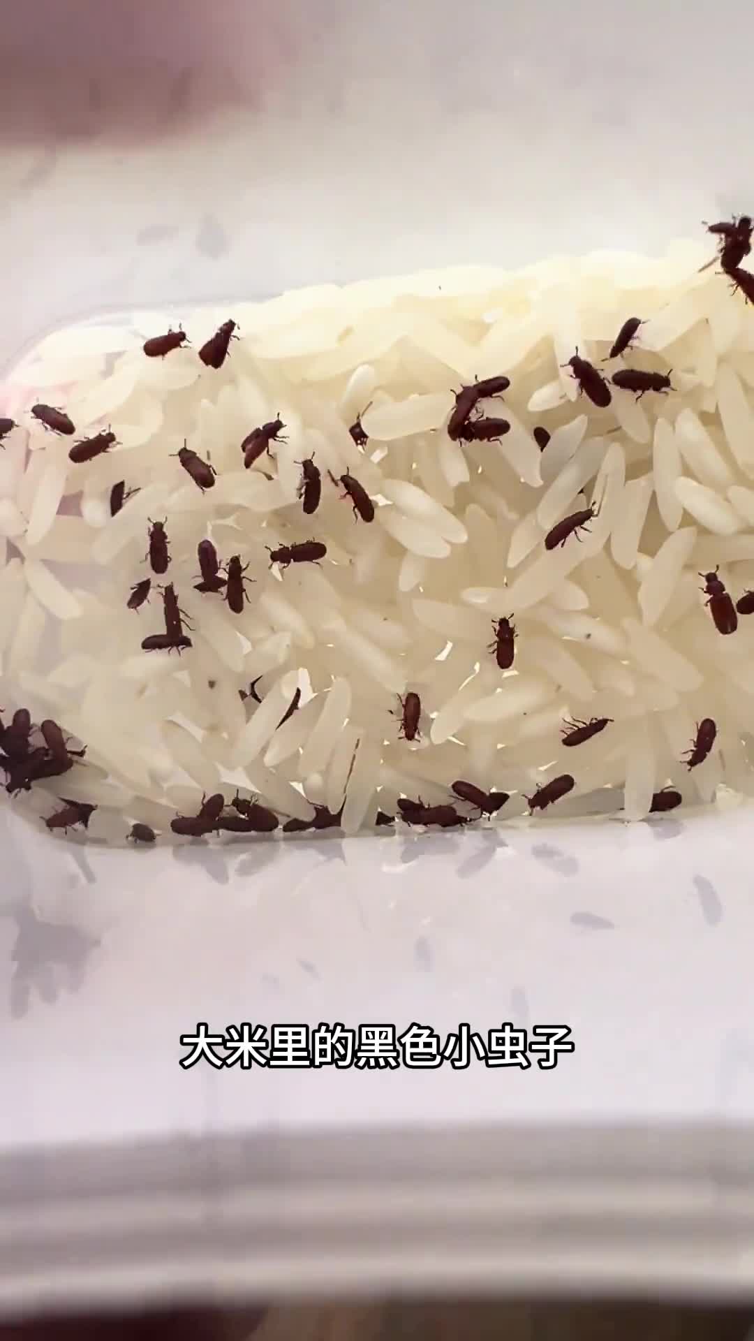 少儿科普百科大米里的黑色小虫子到底是从哪里钻出来的