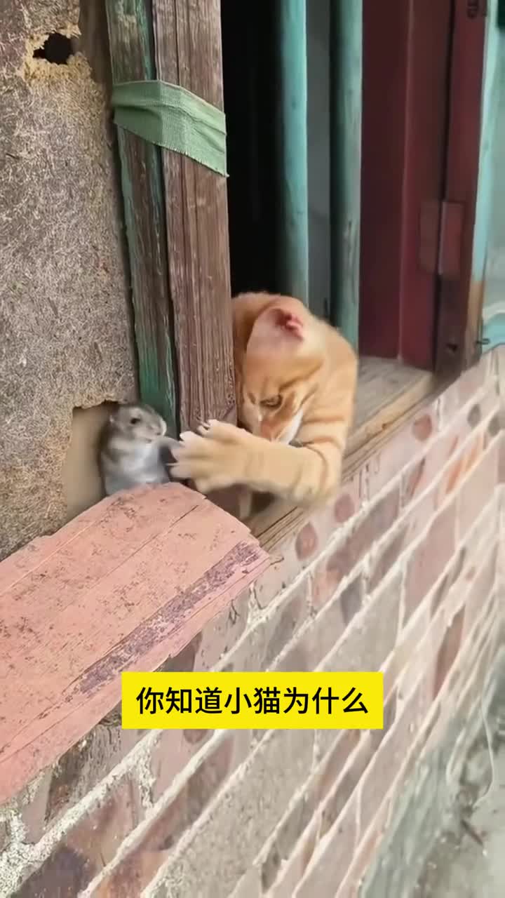 小学必读十万个为什么中国少年儿童百科全书正版科普绘本故事书