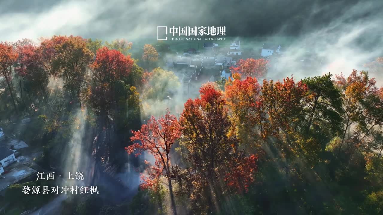 当下的婺源枫光无限浅冬微寒红枫明艳这个时节的婺源早已美成了动人诗篇火红的枫叶与素雅的徽派建筑形成鲜明对比静静酝酿着限定版的人间好景无论是在对冲村雾霭微醺的清晨还是石城光影交织的瞬间亦或是江岭暖阳明媚的时分你都能领略到枫景的别样魅力走进婺源在如诗若画的乡野之间漫步浅行不觉沉醉其间