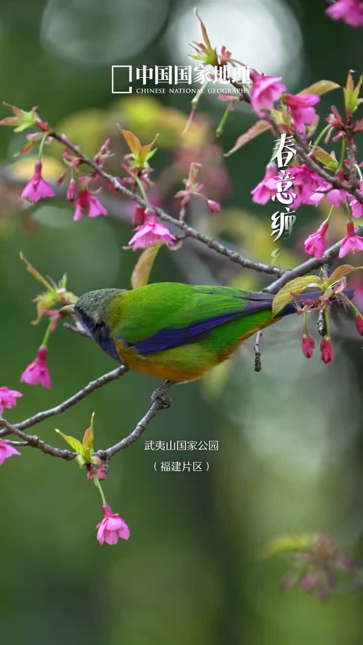春日喧腾唯爱永盛今天是情人节写一封春日信笺寄情予你风有约花不误年年岁岁不相负山海皆有情万象映心晖愿诸君尽情享受爱与被爱愿爱恰逢其时