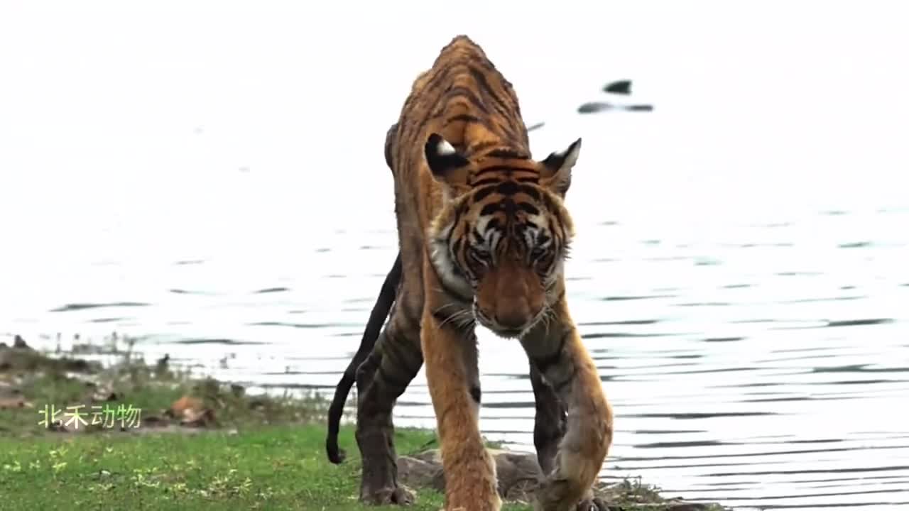 伦腾波尔湖区传奇女王的一生箭头T84