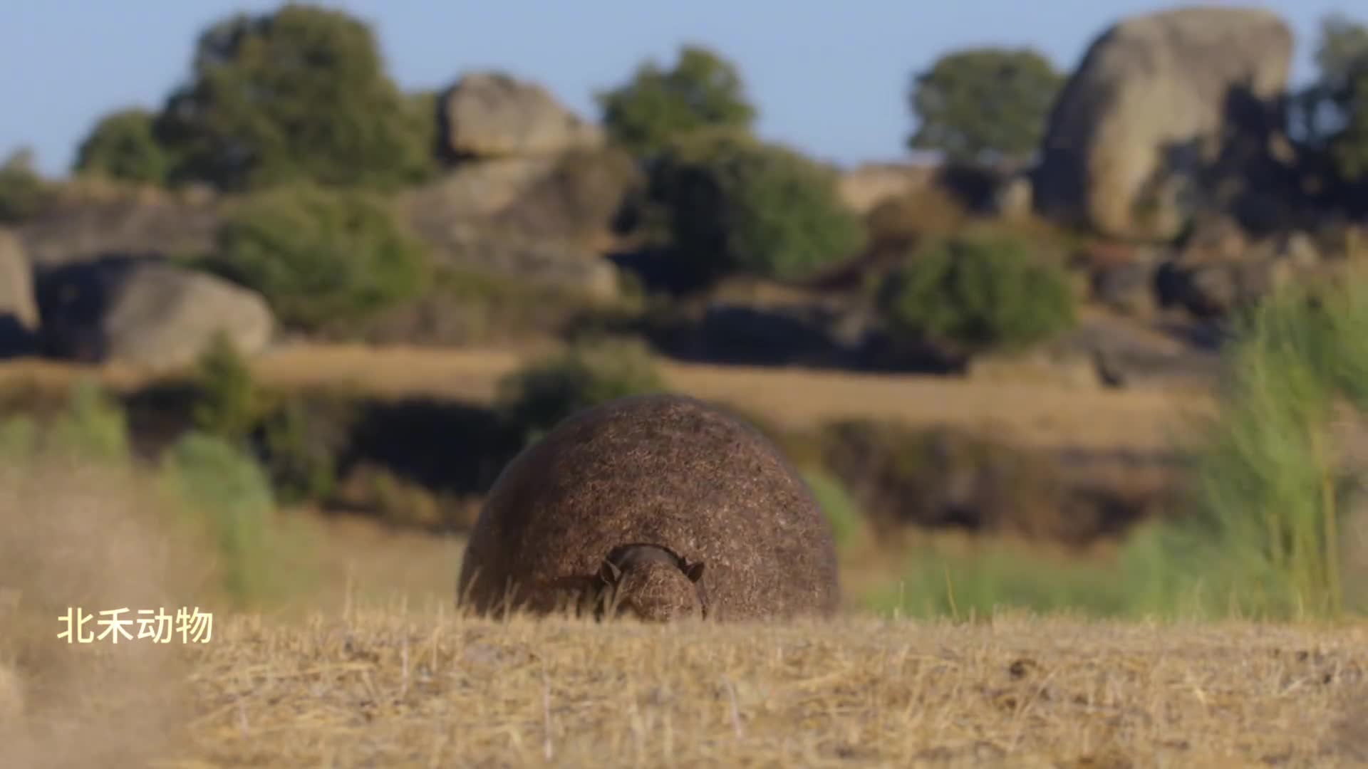 今日份受害者剑齿虎