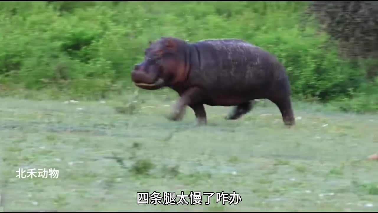 今日份受害者鳄鱼