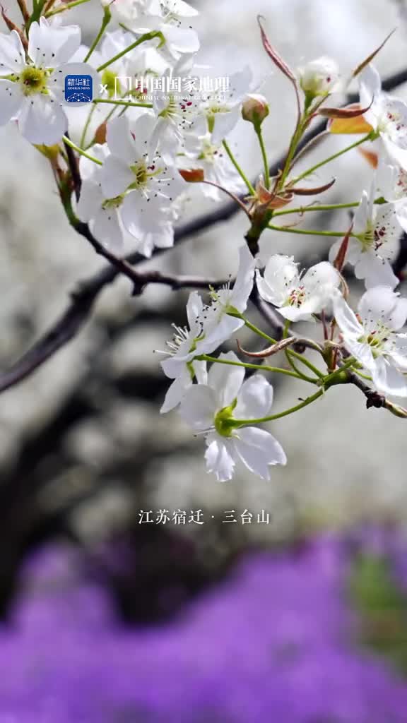 梨兰相会惊艳了整个春天仲春时节江苏宿迁的三台山迎来了梨兰相会争春的限定美景漠漠梨花烂漫点点二月兰铺展淡雅的白与浪漫的紫交织如梦似幻美不胜收