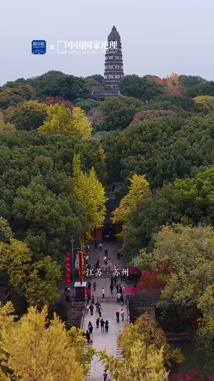 当苏州披上美拉德穿搭翠绿中泛着红黄此般些许微醺的苏州愈显风姿之绰约漫步林间大道穿梭黛瓦白墙在并不凛冽的凉风中邂逅浪漫诗意岂不美哉