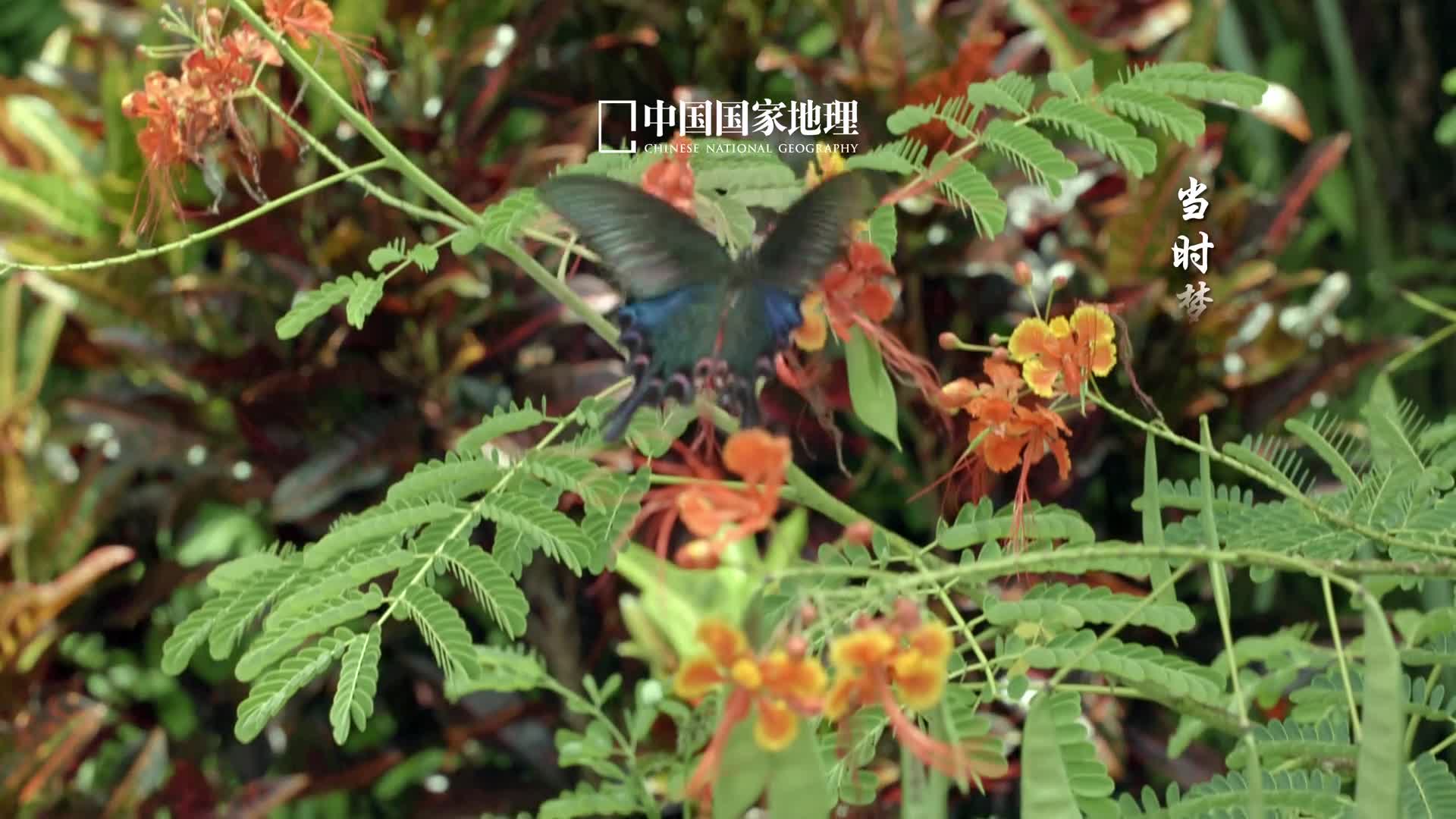 蝴蝶煽动翅膀与长夏共振万物初盈风和日暖蝴蝶在百花丛中肆意翩跹在阳光下随风舞动庆祝生命的蜕变翻飞着自由和浪漫亲吻每片盛放的花瓣带着振翅的怦然微颤轻轻落在爱人的心上
