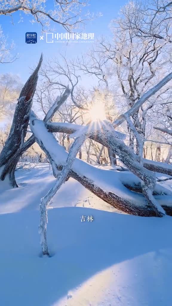 白雪覆盖的世界万籁俱寂这里尘封着冬日最极致纯粹的模样同样纯粹的还有一群在雪地里撒欢的动物那么无忧无虑让人想起童话里的世界