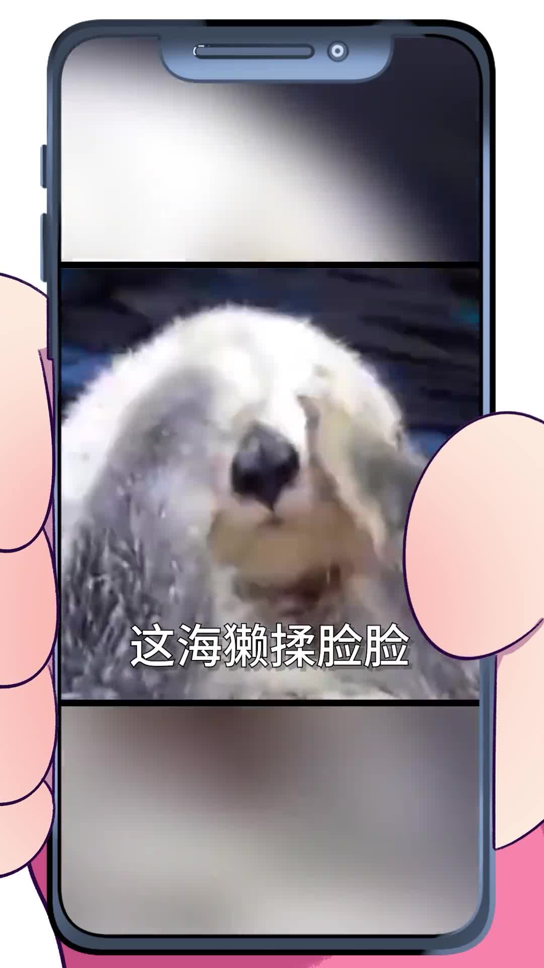 世界上还有比海獭更可爱的海洋动物吗