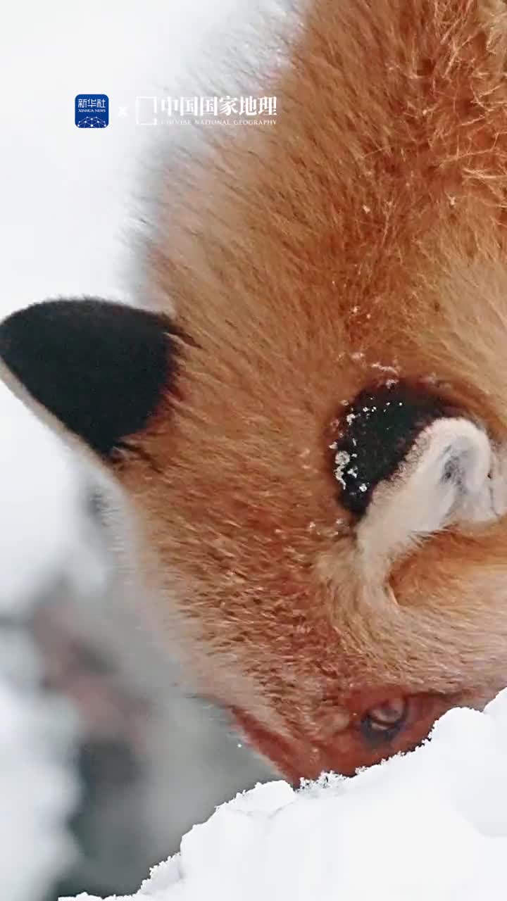 谁能拒绝糖霜狐狸啊凛冬已至看那火红的精灵在白茫茫的雪地里奔跑玩耍为这个万物闭蓄的时节增添了一份可爱生机需要注意的是在野外遇到狐狸一定要保持距离不惊慌不靠近不投喂