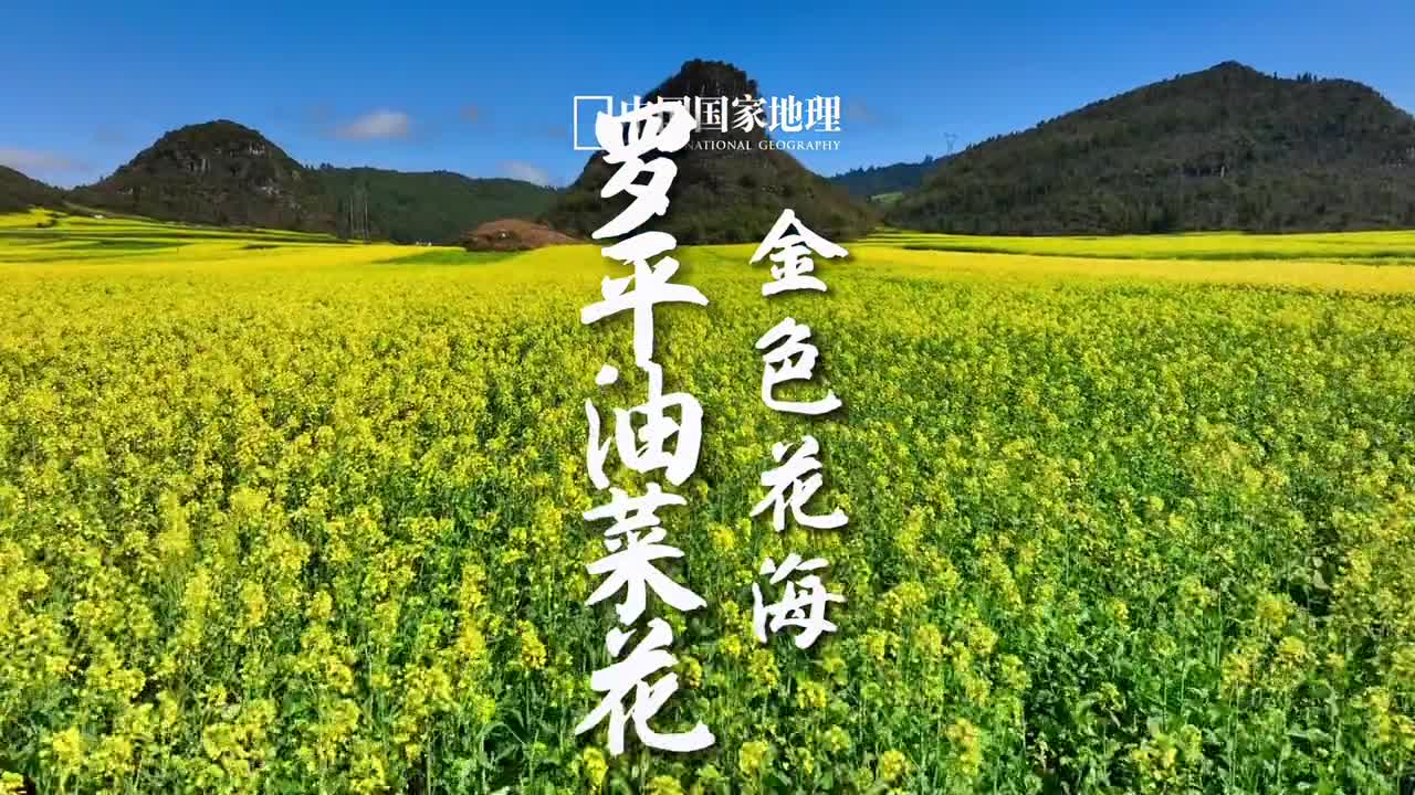 这样的云南你能不心动吗看小岛从金色花海升起每年春天的罗平花海就仿佛春日里的灿烂千阳铺满山野罗平的油菜花田著名还在于此处的喀斯特锥形山仿佛金色海洋中的一座座仙山岛屿青山花海与村庄这样的绝美景致是别处无法比拟的