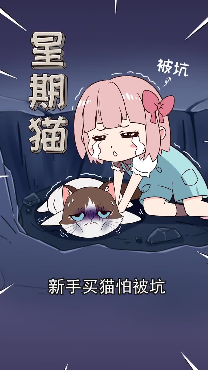 新手买猫怕被坑这几招助你挑选健康小猫