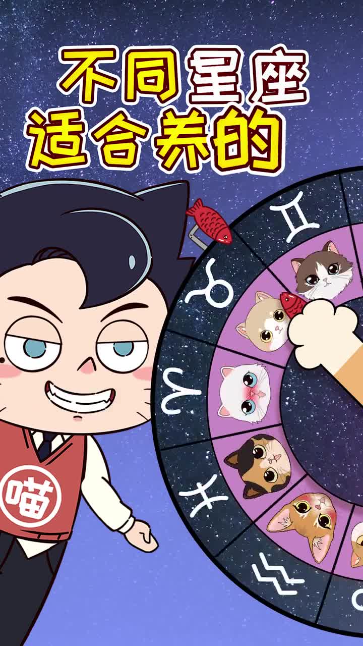 十二星座适合养什么猫快来看看你养对了没
