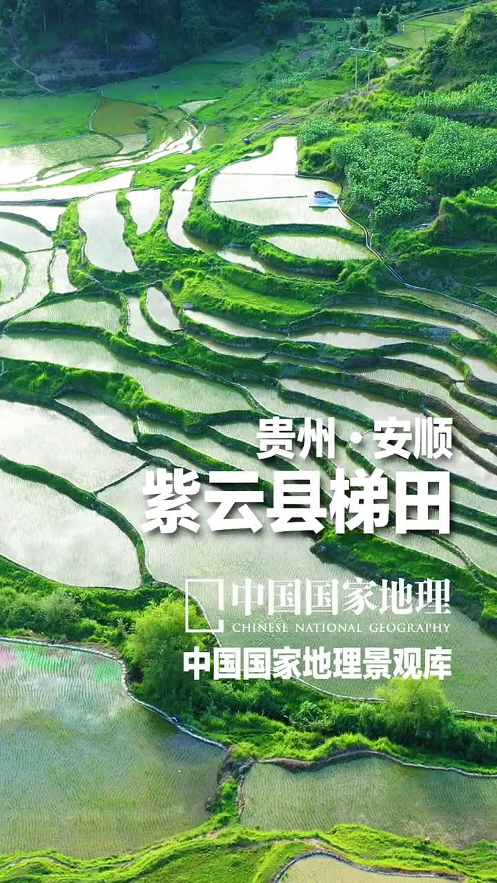 贵州安顺紫云县梯田如果用一句话来概括贵州的自然地理特征那就是喀斯特山地省可谓地无三尺平在贵州安顺的紫云苗族布依族自治县人们用等高线般层层延伸的梯田把坡面变成平面世代耕种盛住了水稳住了土养育了人遍布的梯田气势磅礴线条优美特别是每年的23月份油菜花盛开的季节由高处远眺连绵起伏的山峦披上了大片金黄格外明艳