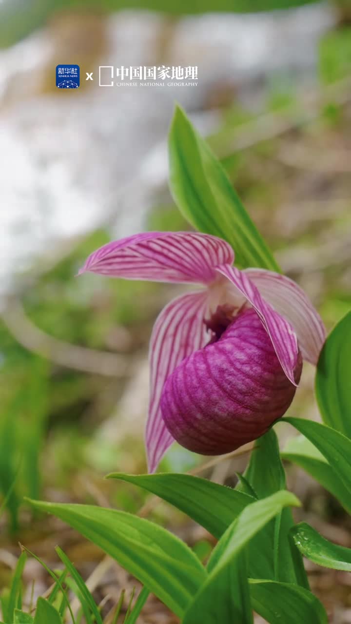 高山兰花与人间瑶池绝配位于四川省阿坝州的黄龙以梦幻绚丽的钙华景观蜚声中外让人感叹自然造物的神奇每年6月高山兰花如期绽放空谷幽香清新脱俗