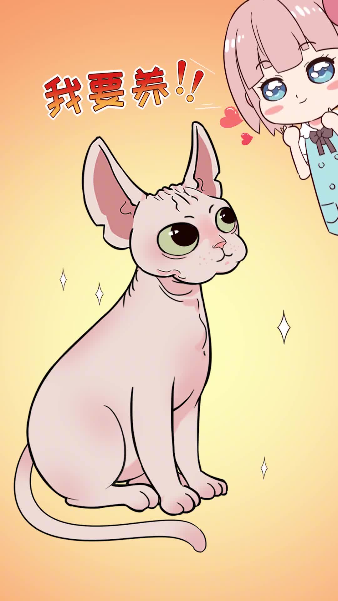 无毛猫拥有喵届大佬的长相娇弱的身子你还敢养吗