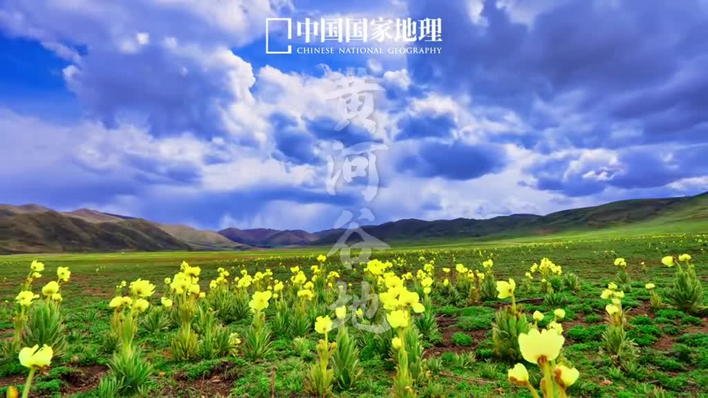 这里的黄河温柔梦幻缠绵达日县黄河源头的第二个县位于青海果洛州的南部是三江源自然保护区的核心区夏季的黄河谷地美如油画群山绿野之间花开遍地牛羊成群九曲一弯高低起伏这样辽阔又宁静的美景让人顿生豁然开朗之感