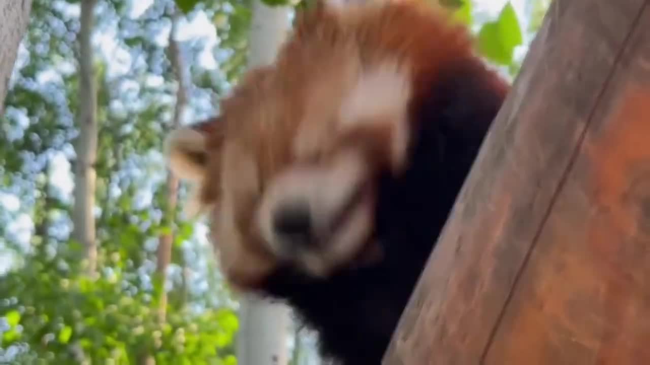 这么可爱的小熊猫你准备好麻袋了吗