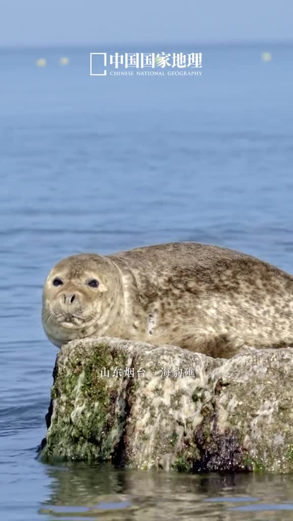 海上大熊猫洄山东啦晴空朗朗惠风和畅宜晒太阳山东烟台长岛海豹礁附近早已被洄游而来的西太平洋斑海豹占据慵懒地沐浴着春光这些有着海上大熊猫之称的海洋萌宝是国家一级保护野生动物观赏的同时记得不要打扰它们的美梦哦