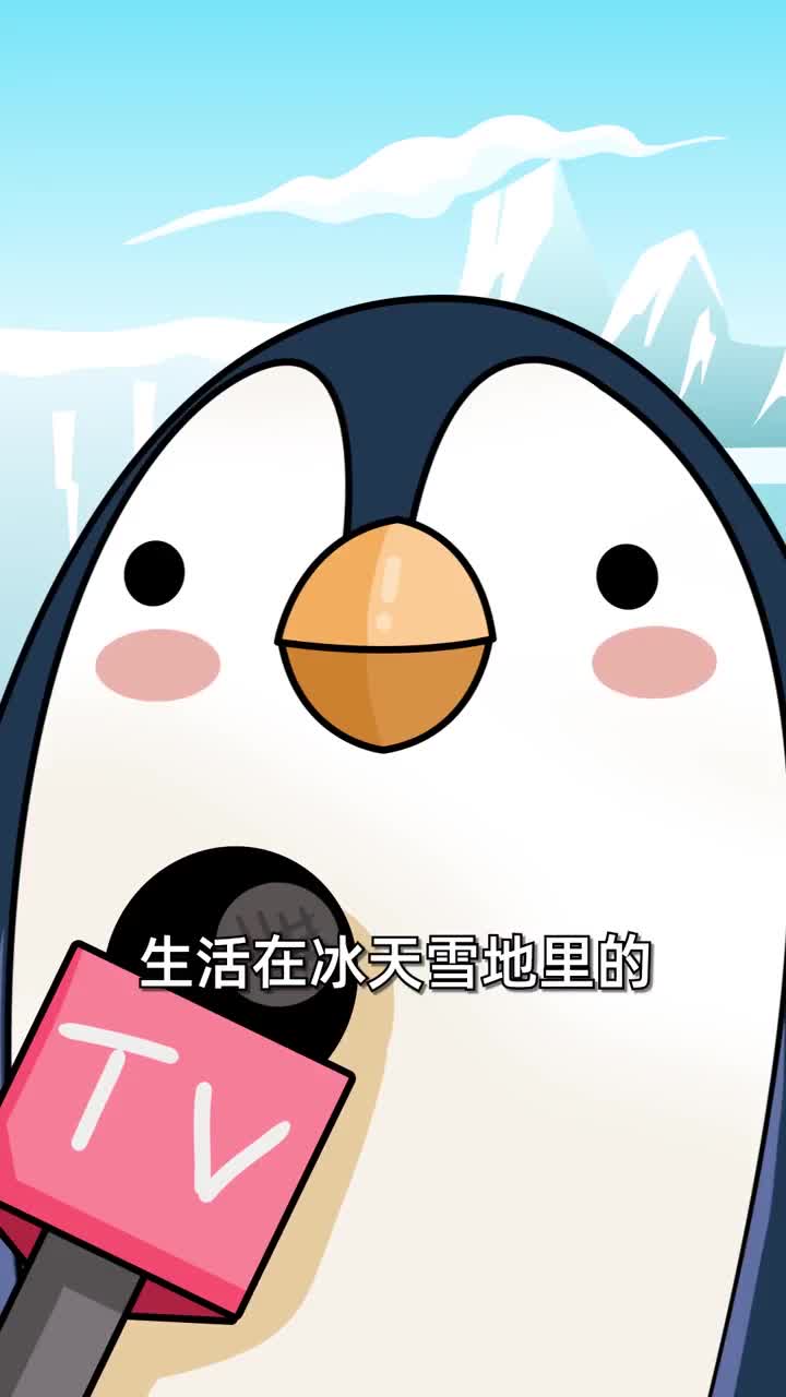 第66集今日好奇南极那么冷企鹅会不会冻jiojio