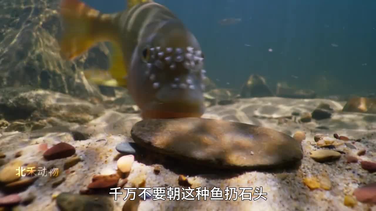 它们朝我扔石头我拿石头砌小楼