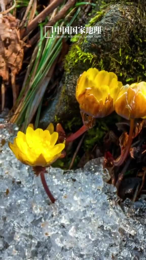 春花把春日的浪漫演绎到极致花朝是传统农历二月的别称熏风向暖众卉竞艳的盛放捎来仲春的芬芳春日载阳风尽暖花朝携手游芳丛万紫千红的春天想与你共赴一场花朝之约