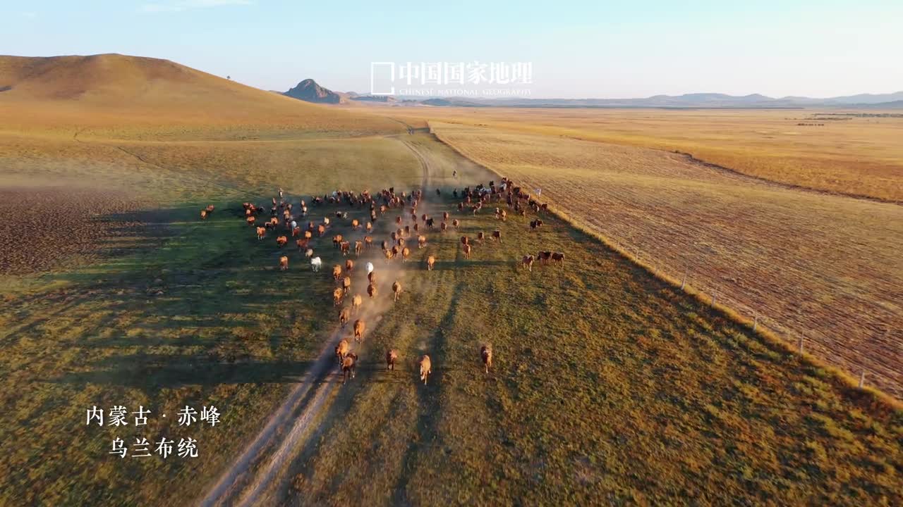 这就是自由洒脱的感觉在广阔无垠的乌兰布统草原上一场关于驰骋与激情的盛景正在上演骏马奔驰飒沓如流星旷野之间停歇不下的是奔马疾行的脚步前路漫漫唯有勇往直前方能抵达想去的远方