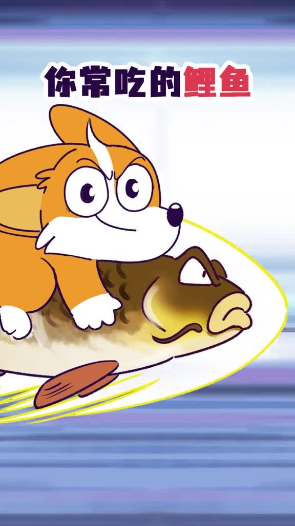 你常吃的鲤鱼快把美国人逼疯了