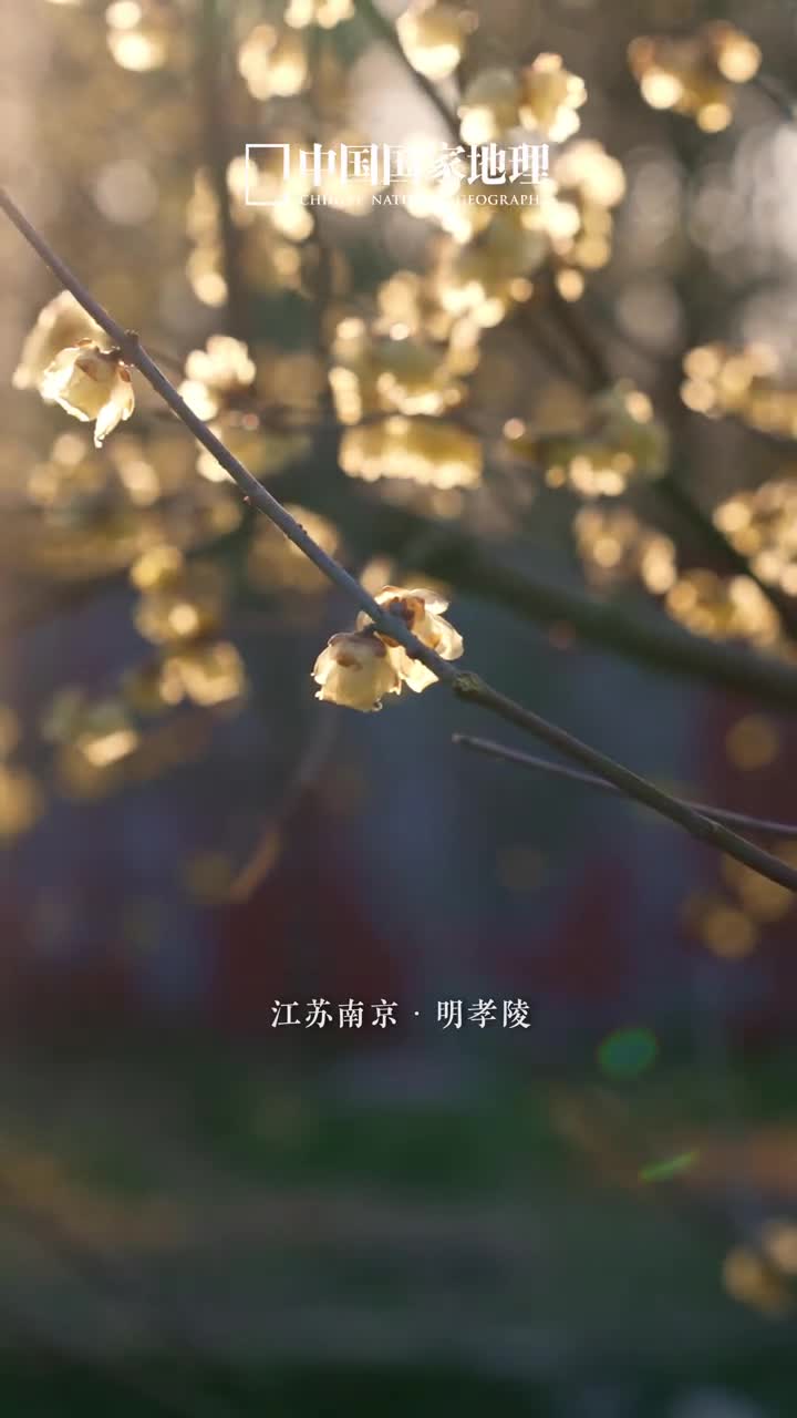 谁懂红墙与蜡梅的超高适配度时维腊月香满金陵江苏南京的明孝陵承载着岁月的沧桑红墙黄瓦之间盛放的蜡梅冷香萦绕幽香四溢尽显中式美学的古典神韵漫步其间相信你会感受到古人赏梅的诗意雅趣