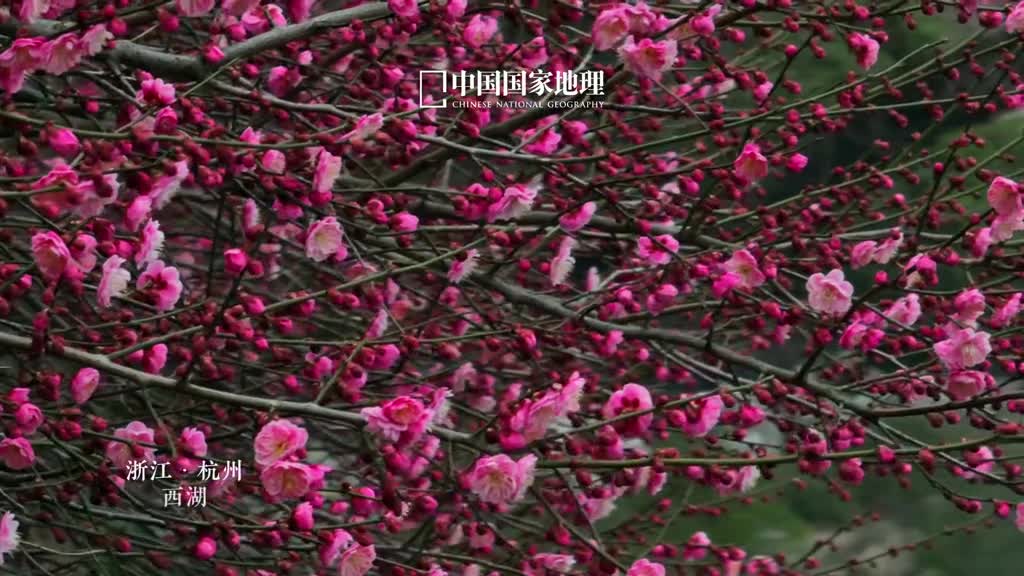 若要感受杭州的诗意春日里一定不能错过西溪灵峰西湖孤山三大梅景于山水之间与梅为友乘舟探梅已觉春心动凌寒傲雪早报春晖娇美的梅花是春天的信使无论是在江南还是塞北梅花都是早春花卉比同为蔷薇科的桃李杏梨樱等植物更早绽放这也是梅花俏也不争春只把春来报的体现