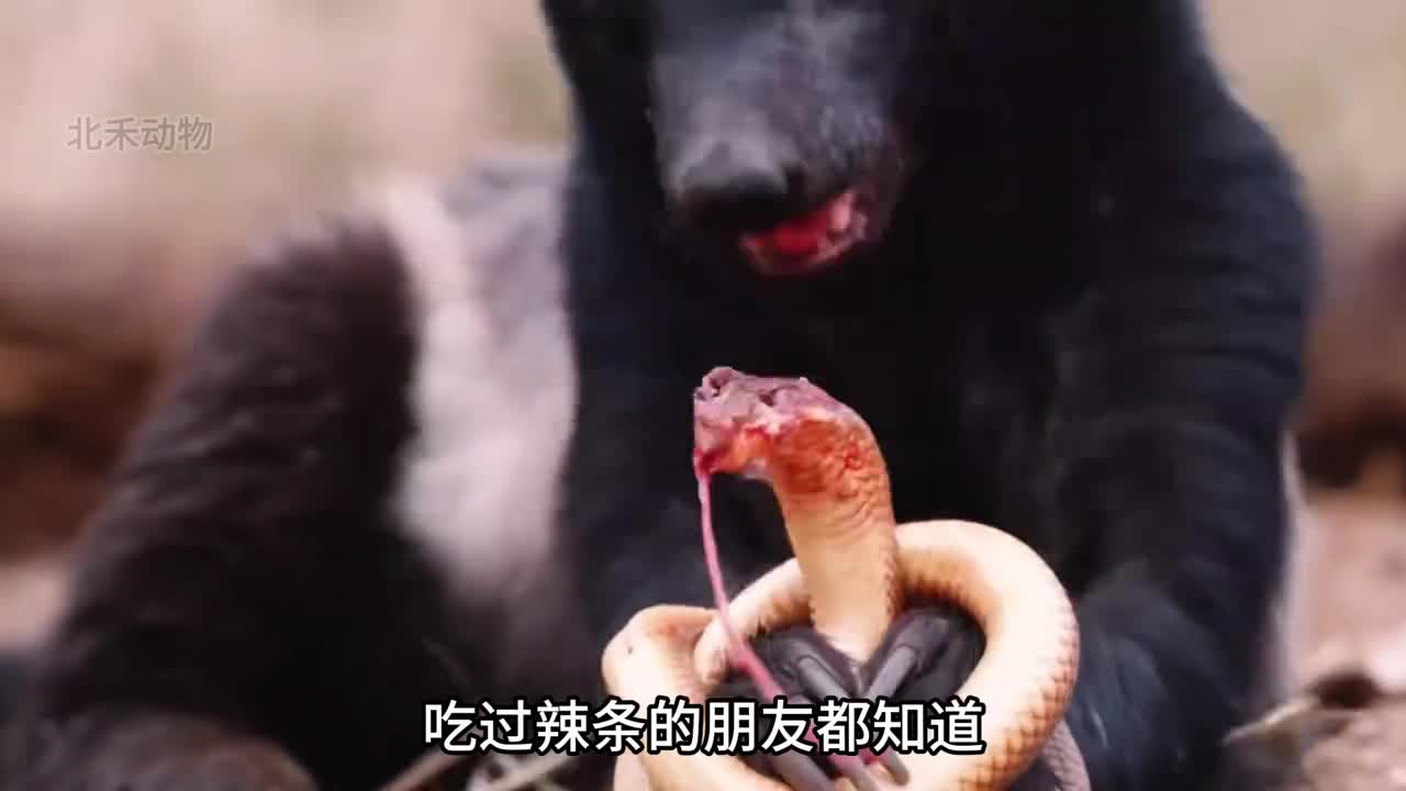 人生得意须禁獾