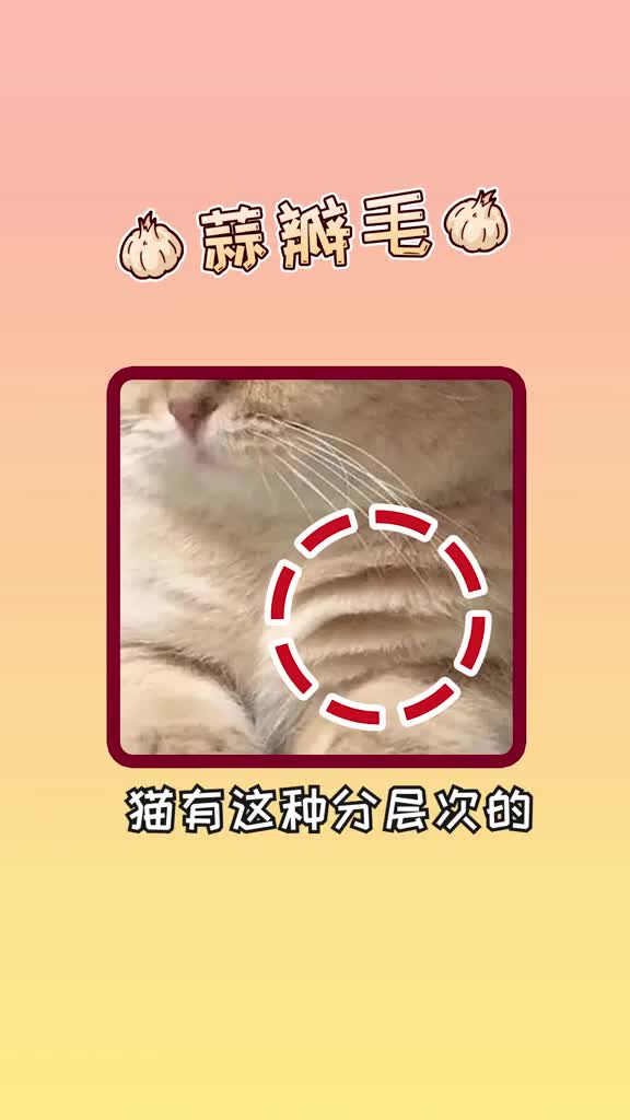 猫咪有蒜瓣毛是太脏了还是养得好答案和你想的不一样